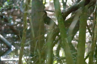 Agami Heron