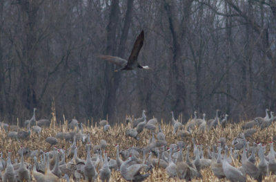 Hooded Crane (with Sandhill Cranes)