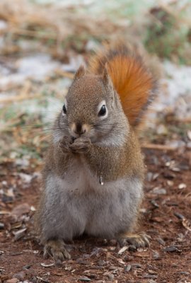 Red Squirrel