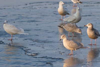 Iceland, Thayer's, Glaucous (3) and Herring Gulls
