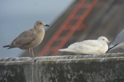 Thayers & Glaucous Gulls