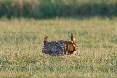 Greater Prairie-Chickens of Prairie Ridge State Natural Area; Newton, IL