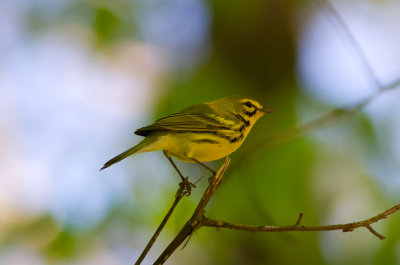 Prairie Warbler