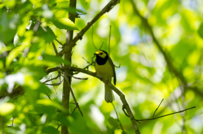 Hooded Warbler