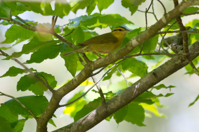 Worm-eating Warbler