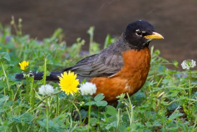 American Robin