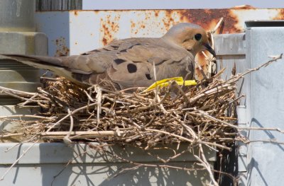 Mourning Dove