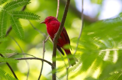 Summer Tanager