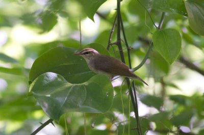 Swainson's Warbler