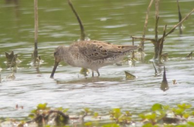 Short-billed Dowitcher