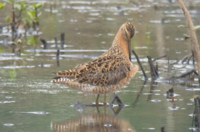 Short-billed Dowitcher