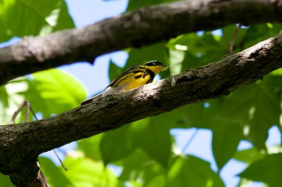 Magnolia Warbler