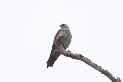 Mississippi Kite