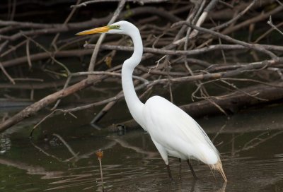 Great Egret