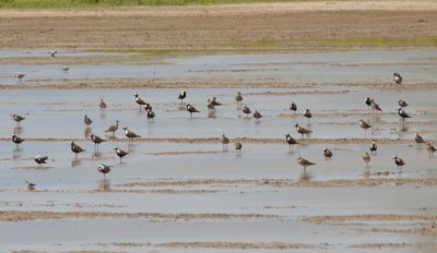 American Golden-Plovers