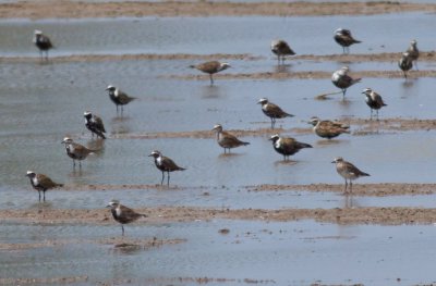 American Golden-Plovers