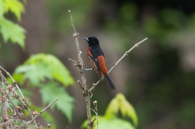 Orchard Oriole