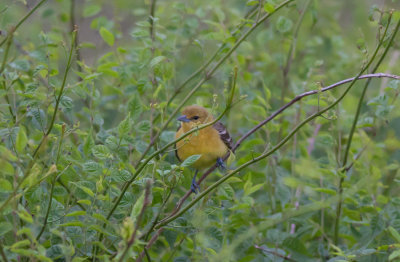 Orchard Oriole