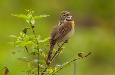 Dickcissel