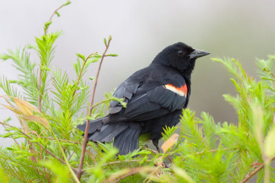 Red-winged Blackbird