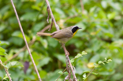 Common Yellowthroat