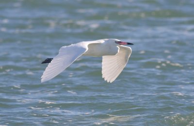 Reddish Egret