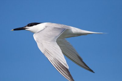 Sandwich Tern