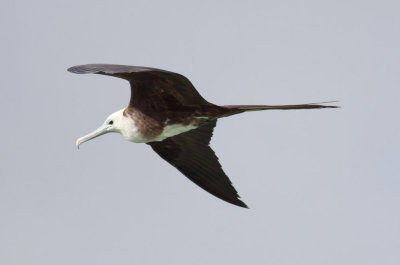 Magnificent Frigatebird