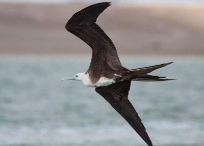 Magnificent Frigatebird