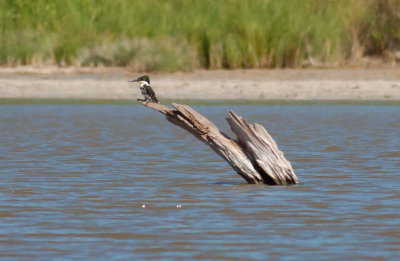 Green Kingfisher