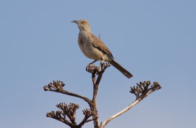 Curve-billed Thrasher