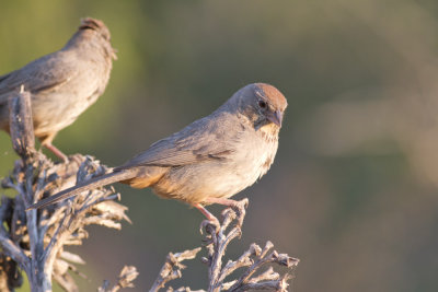 Canyon Towhee