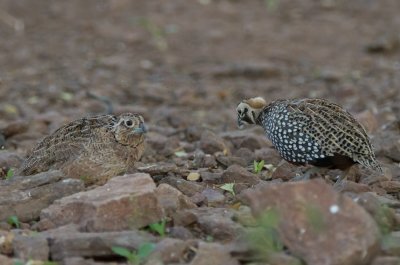 Montezuma Quail