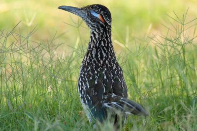 Greater Roadrunner