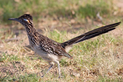 Greater Roadrunner