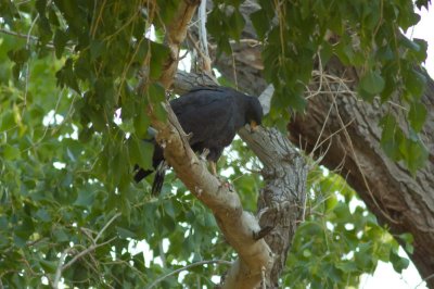 Common Black-Hawk