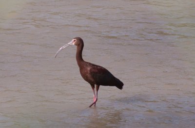 White-faced Ibis