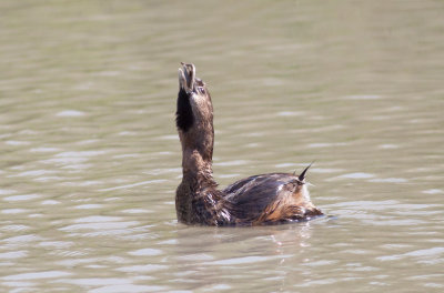 Pied-billed Grebe