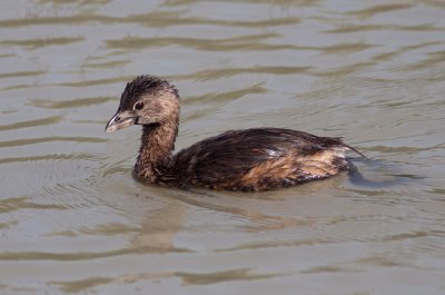 Pied-billed Grebe