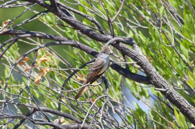 Ash-throated Flycatcher