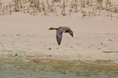 Mexican Duck (Mallard)