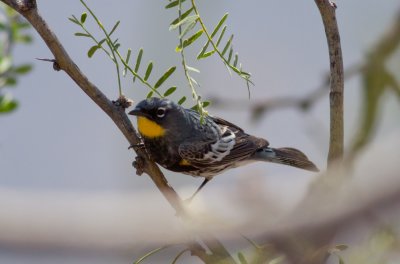 Yellow-rumped (Audubon's) Warbler