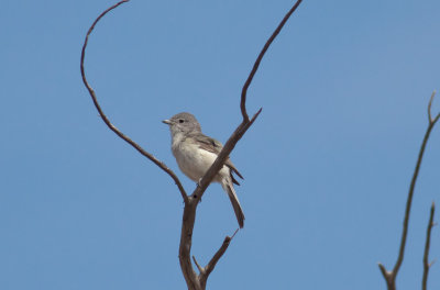 Gray Vireo