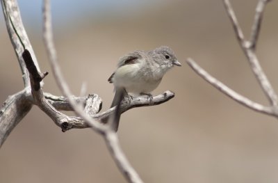 Gray Vireo