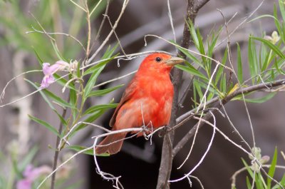 Summer Tanager