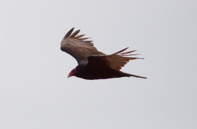 Turkey Vulture