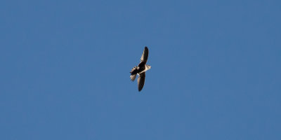 White-throated Swift