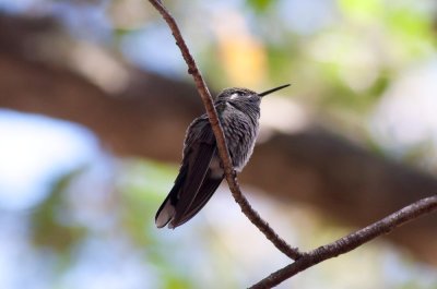 Blue-throated Hummingbird