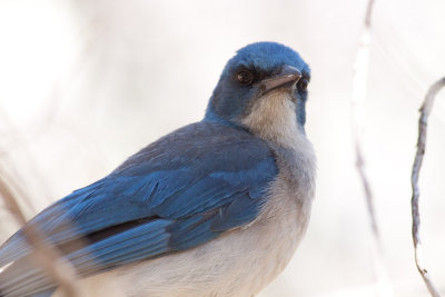 Mexican Jay