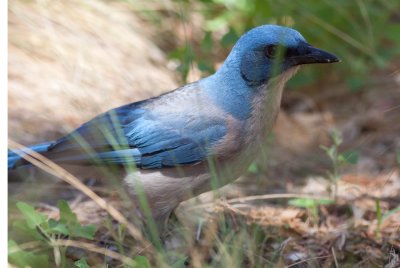 Mexican Jay